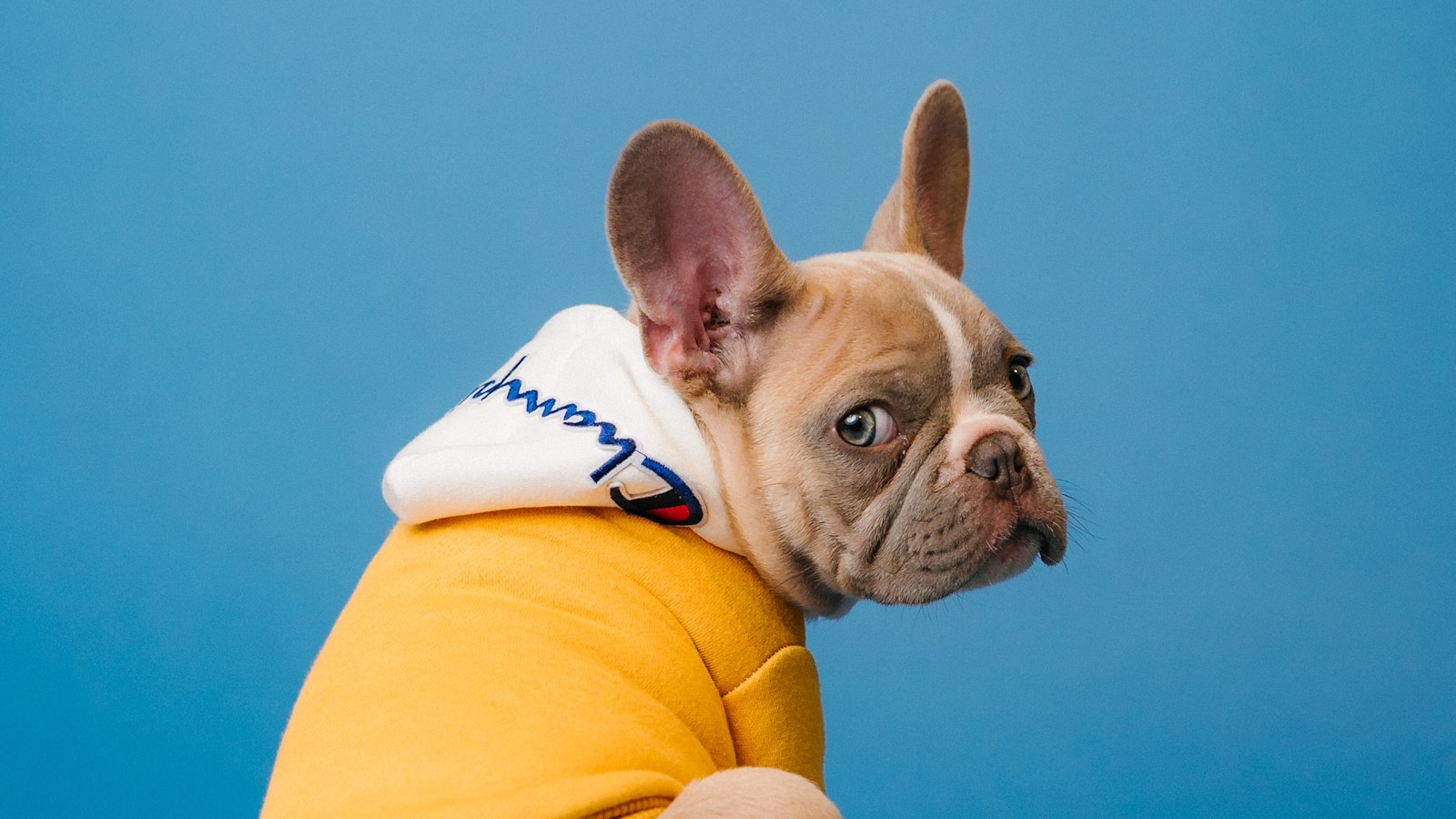 Happy dog and cat eating premium pet food from Chewy showing healthy nutrition options